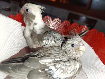 Calopsire allevati a mano