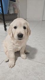 Cucciole Golden Retriver
