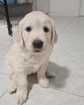 Cucciole Golden Retriver