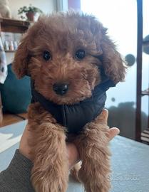 Cuccioli di barboncino