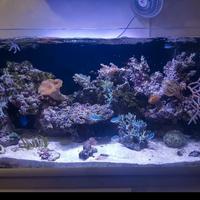 Acquario marino