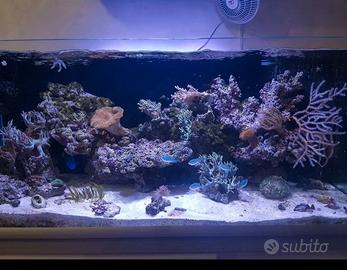 Acquario marino
