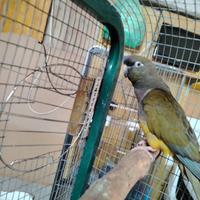 Conuro della Patagonia selvatico