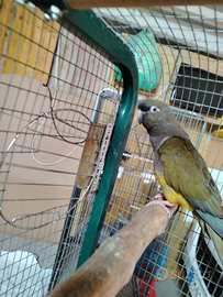 Conuro della Patagonia selvatico