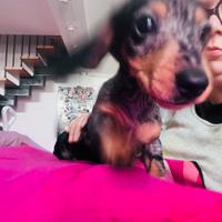 Ultime Cucciole disponibili