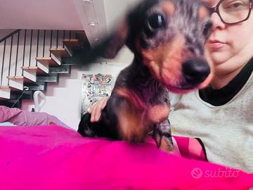 Ultime Cucciole disponibili