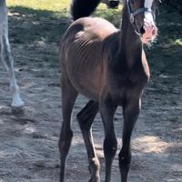 Puledrina Purosangue Arabo