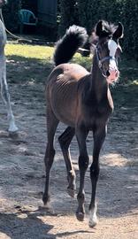 Puledrina Purosangue Arabo