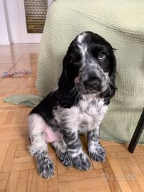 Cocker spaniel