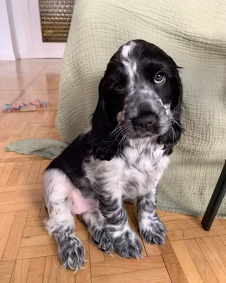 Cocker spaniel