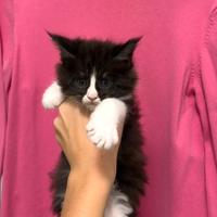 Cucciolo Black smook con bianco