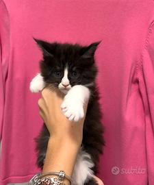 Cucciolo Black smook con bianco