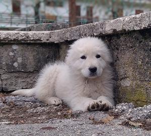 Pastore maremmano abruzzese