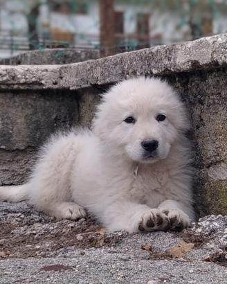 Pastore maremmano abruzzese