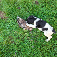 Cucciola di Springer