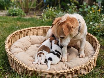 Cuccioli di Jack russel