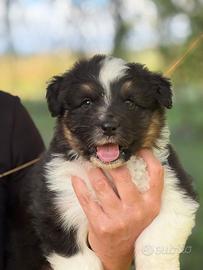Black Tricolor paste australiano