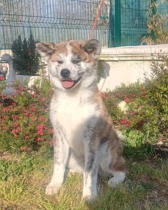 Cucciola di akita giapponese tigrata