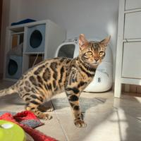 Gattino bengala leopardato