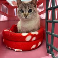 Simil siamese