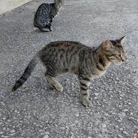 Gattini di 5 mesi, dolcissimi e affettuosi