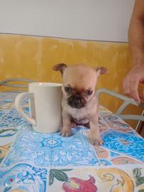 Chihuahua mini toy