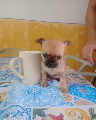 Chihuahua mini toy