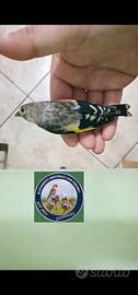 Uccelli