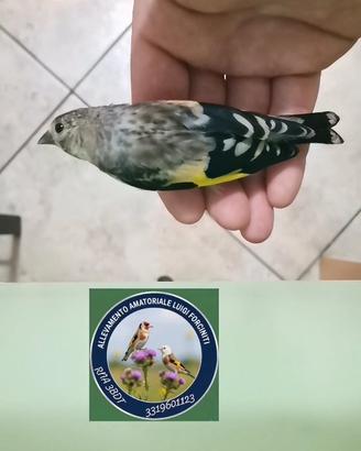 Uccelli