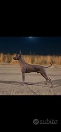 Cane nudo messicano (Xoloitzcuintle)