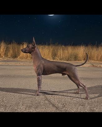 Cane nudo messicano (Xoloitzcuintle)