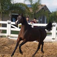 Cavalla araba