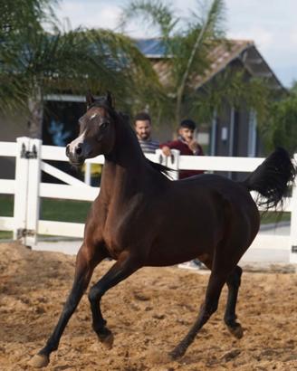 Cavalla araba