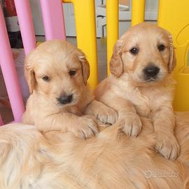Cuccioli di golden retriever maschio femmina