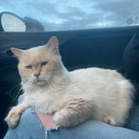 Stiamo dando in adozione a Meringuito