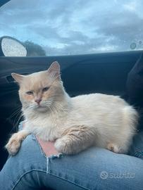 Stiamo dando in adozione a Meringuito