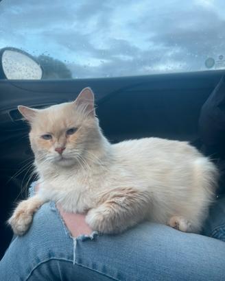 Stiamo dando in adozione a Meringuito