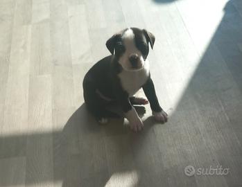 Amstaff cuccioli