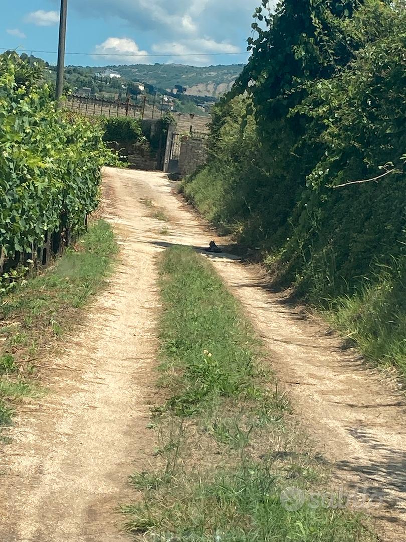 Terreno agricolo di 1450 m² olevano romano (Pozzo) - Vista 3