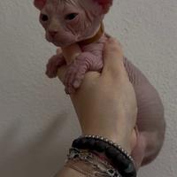 Sphynx