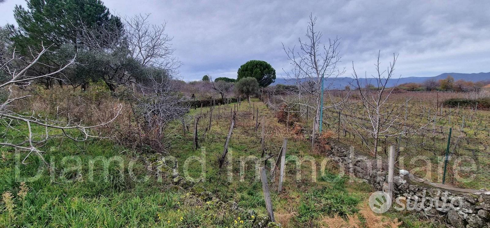 Vigneto in zona DOC a Castiglione di Sicilia - Vista 5