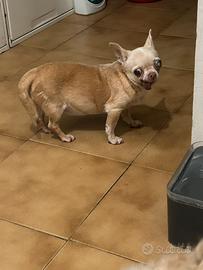 Chihuahua femmina