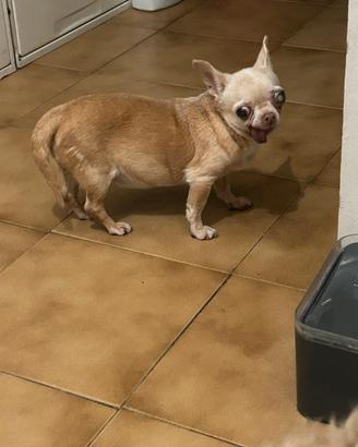 Chihuahua femmina