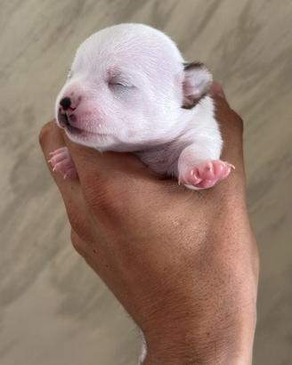 Chihuauaua