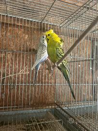 Cocorita Hagoromo Frillback