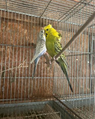 Cocorita Hagoromo Frillback