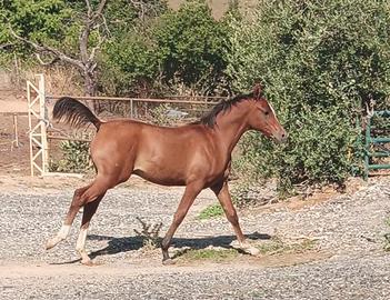 Purosangue Arabo