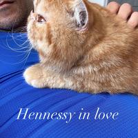 Exotic shorthair maschio
