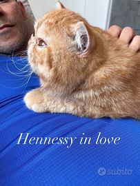 Exotic shorthair maschio