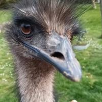 Emù maschio tre anni